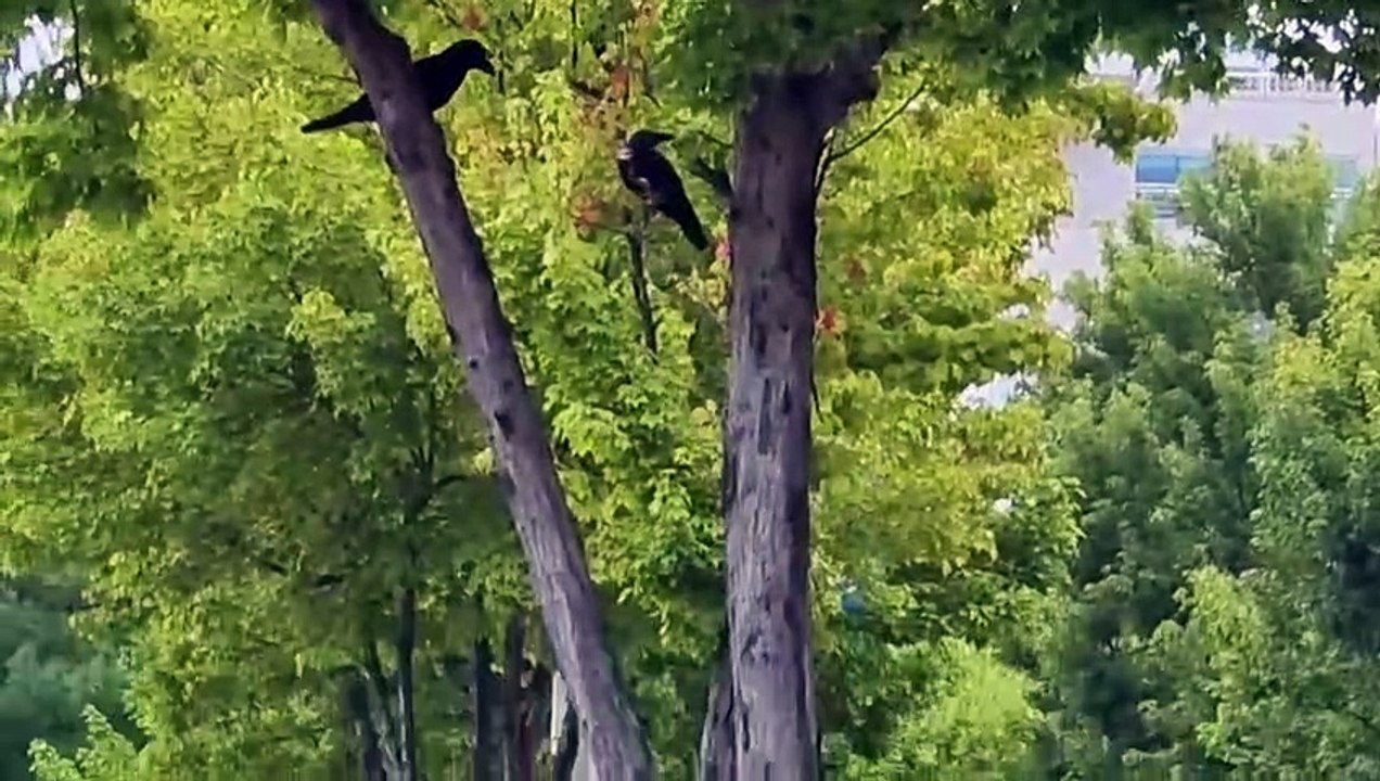 カラス家族の日常
