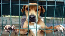 Yasaklı ırk köpeklerine ‘hapis cezası’