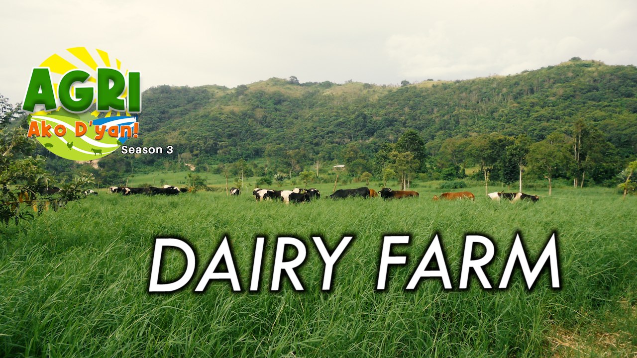 Dairy Farm