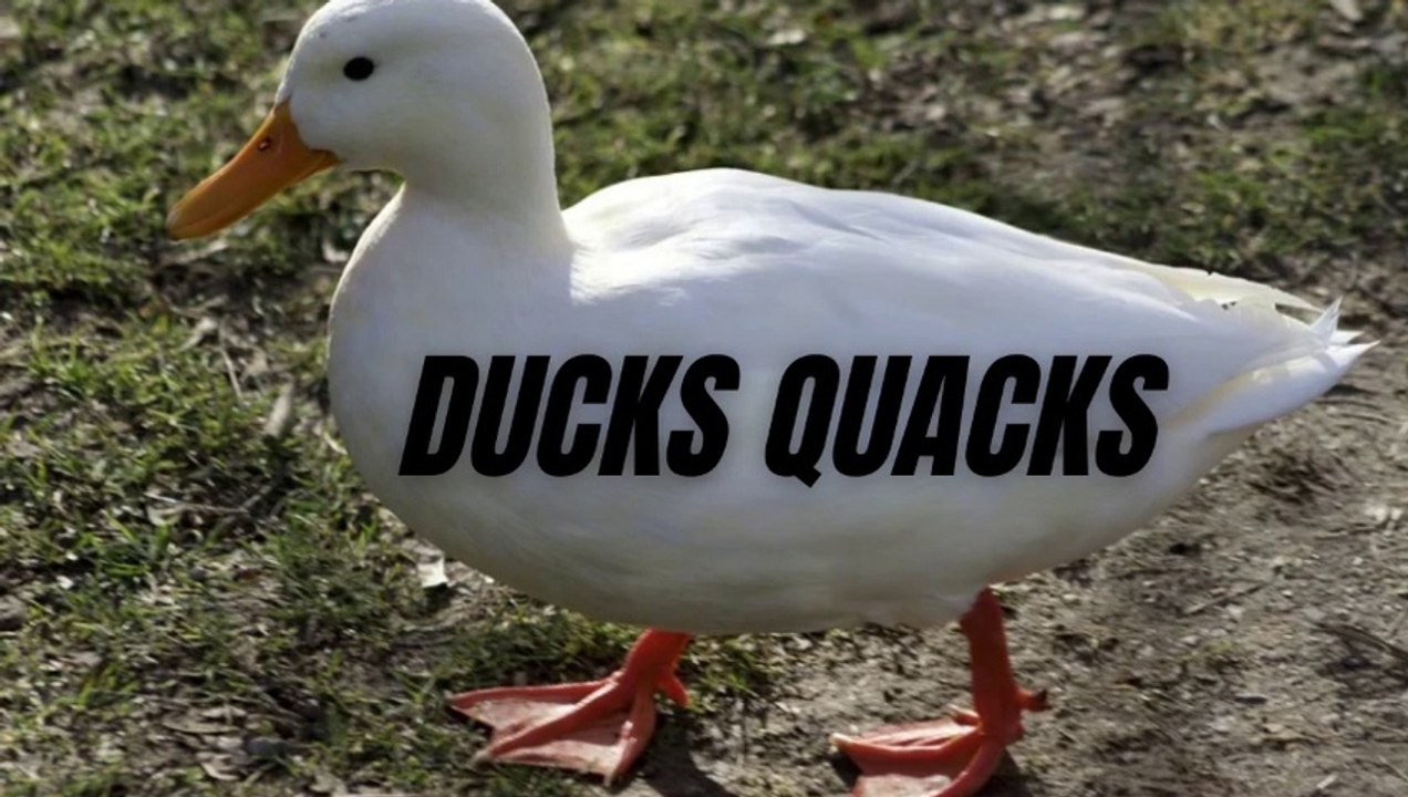 White Ducks Sound Effect | White Ducks Quacks | Kingdom Of Awais