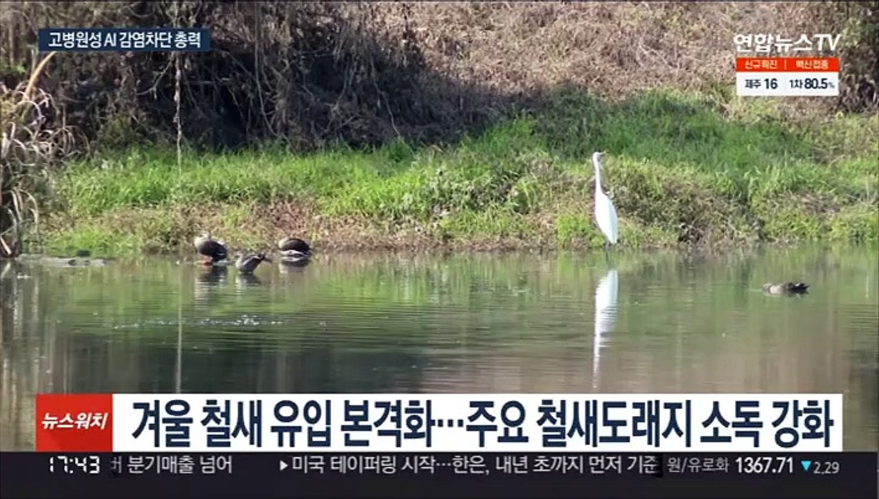 고병원성 AI 확진에 농가 비상…"확산 차단 주력"