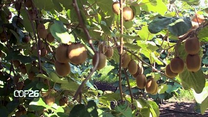 Eastern Mediterranean faces agricultural decline under impact of climate change