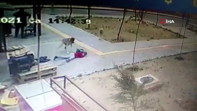 Başıboş köpekler çocuğa böyle saldırdı