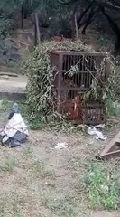 पिंजरे में कैद  मादा बघेरा