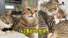 '애정 표현 확실한' 동생 냥이와 '포기해서 편해진' 형 냥이
