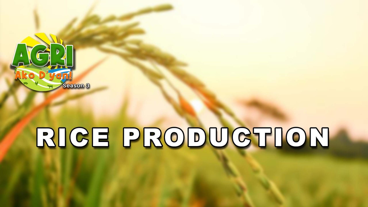 Rice Production