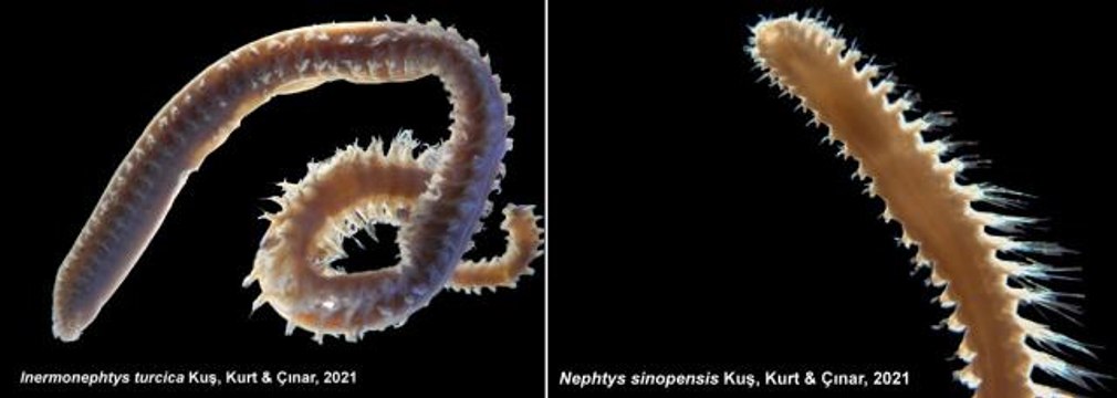 Türk bilim adamları 2 yeni deniz canlısı keşfetti