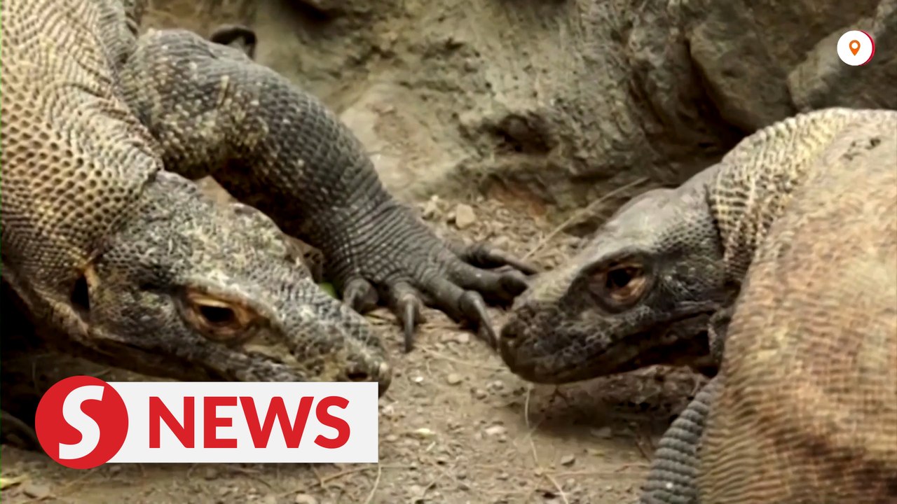 Indonesian zoo breeds Komodo dragons to save them from extinction