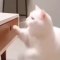 OMG So Cute Cats ♥ Best Funny Cat Videos 2021 ♥ cute and funny cat complement video #43