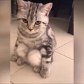 OMG So Cute Cats ♥ Best Funny Cat Videos 2021 ♥ cute and funny cat complement video #46