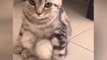 OMG So Cute Cats ♥ Best Funny Cat Videos 2021 ♥ cute and funny cat complement video #46