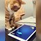 OMG So Cute Cats ♥ Best Funny Cat Videos 2021 ♥ cute and funny cat complement video #49