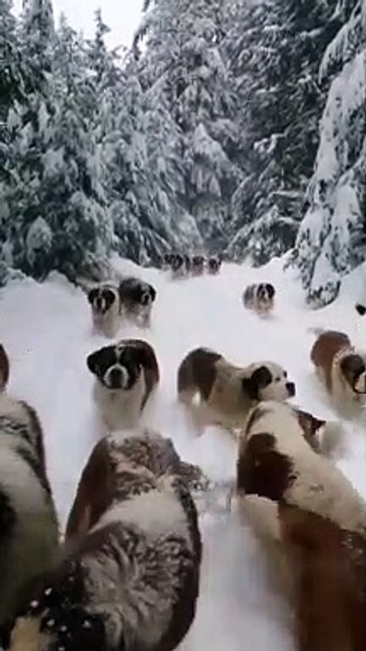 Big dogs