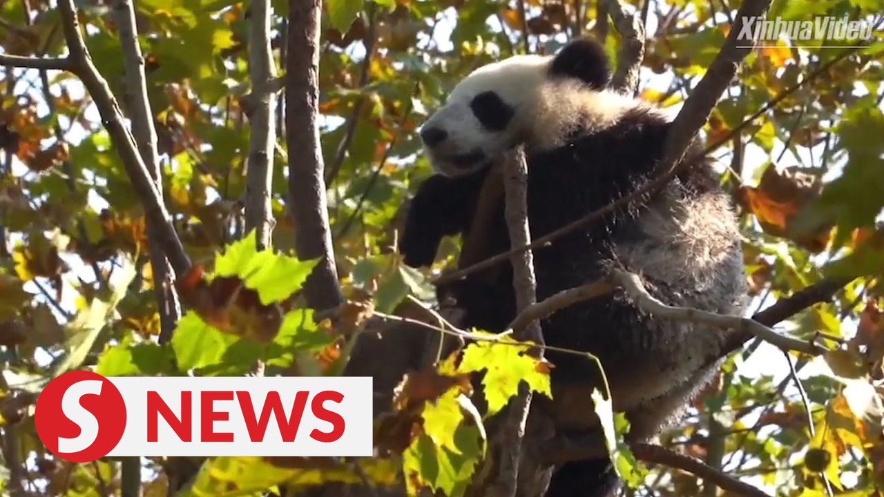 Where do pandas like to sleep?