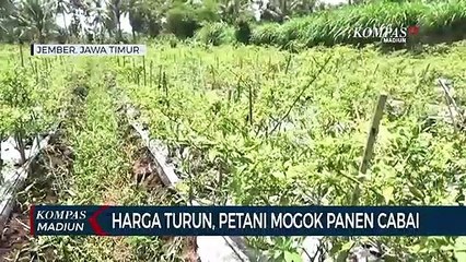Harga Turun, Petani Mogok Panen Cabai