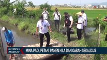 Mina Padi, Petani Panen Nila Dan Gabah Sekaligus