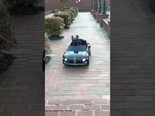 Batdog Takes His Batmobile for a Drive