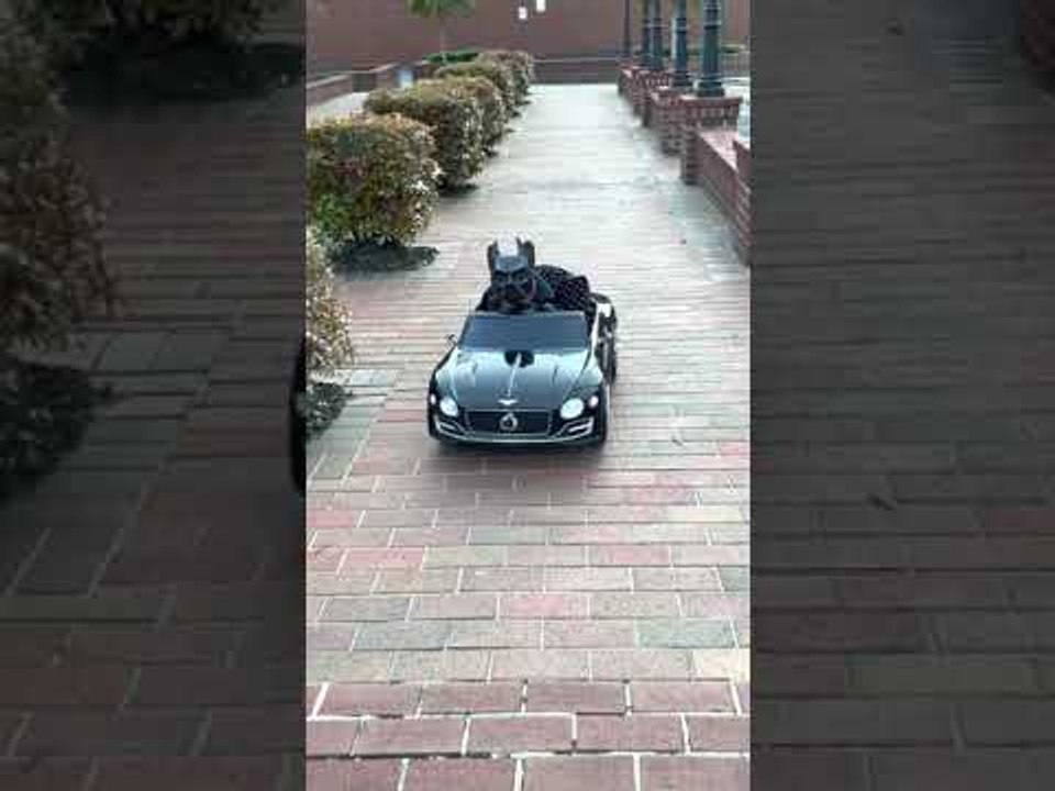 Batdog Takes His Batmobile for a Drive