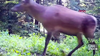 Geyiklerde koronavirüs tespit edildi