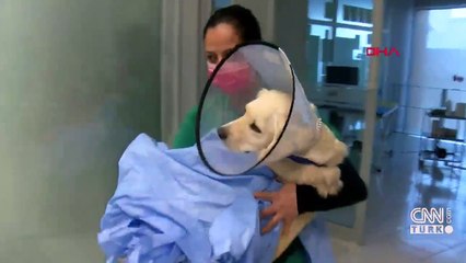 Patilerini keşmişlerdi, Pamuk'tan güzel haber