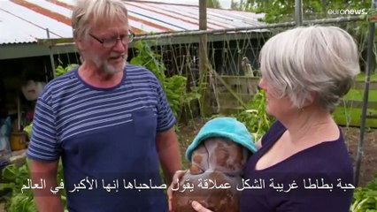 شاهد: البطاطا "دوج" أكبر حبة بطاطا في العالم