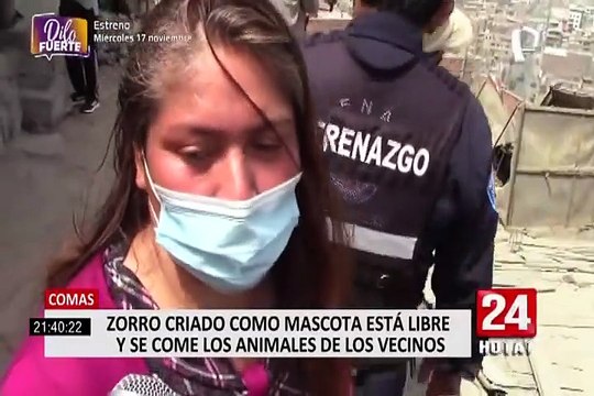 Comas: vecinos se quejan por un zorro que se come los cuyes de los vecinos