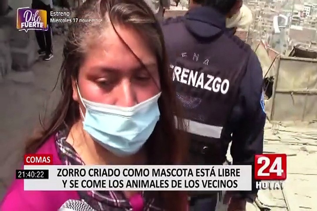 Comas: vecinos se quejan por un zorro que se come los cuyes de los vecinos