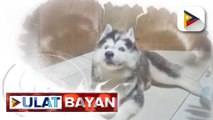 Kwento ng pet owner na maagang iniwan ng alagang aso, ibinahagi