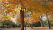 New York City park transformed into fall foliage wonderland