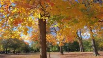 New York City park transformed into fall foliage wonderland
