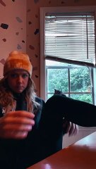 Cat Bonks Head on Window Sill