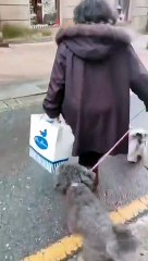 Pigeon Swarm Follows Old Friend