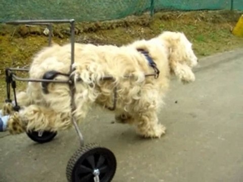 voiturette pour cocker handicapé
