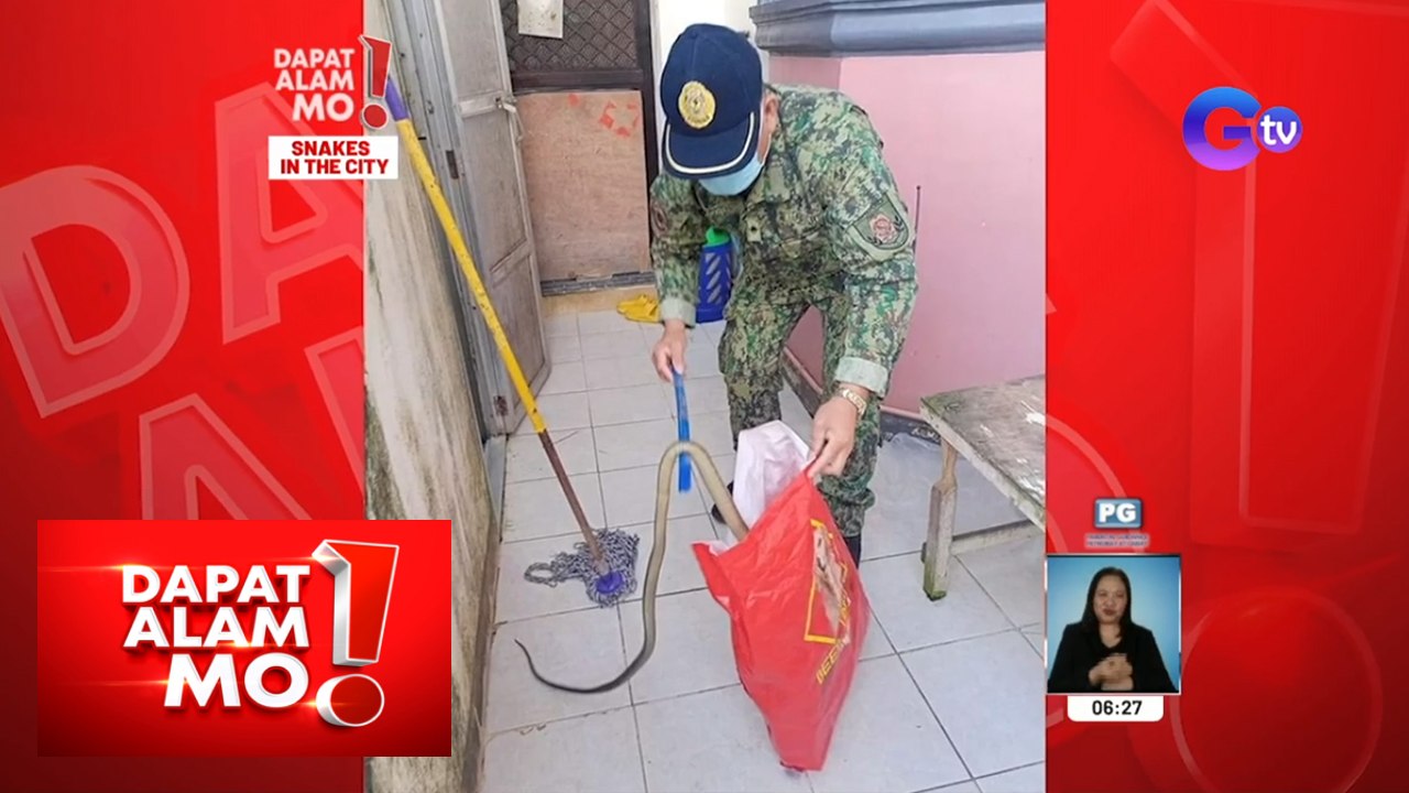 Dapat Alam Mo!: King cobra, namataan sa isang bahay! Ano’ng dapat gawin?