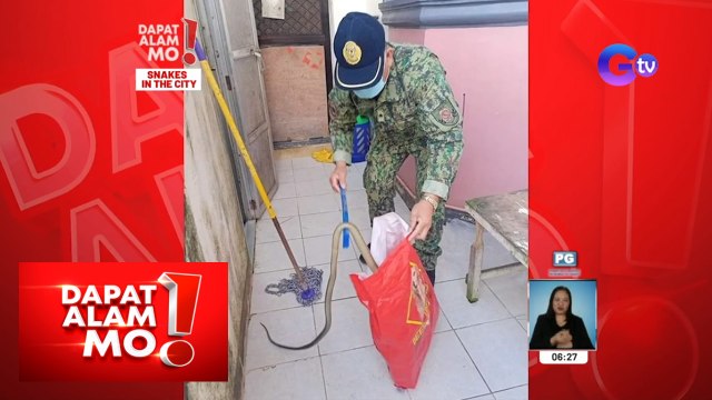 Dapat Alam Mo!: King cobra, namataan sa isang bahay! Ano’ng dapat gawin?