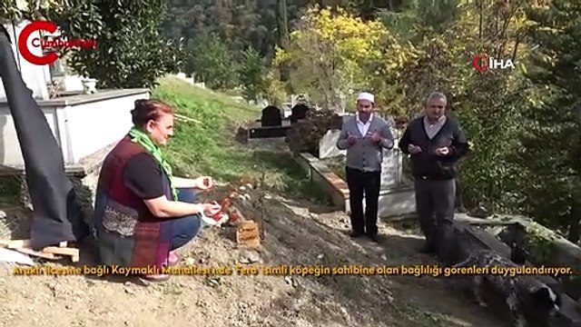 Vefalı köpek, ölen sahibinin mezarı başından bir an olsun ayrılmıyor