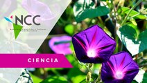 Jardín botánico de Perú alberga plantas de todo el mundo