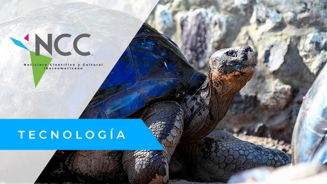 En Galápagos marcan a más de 4 mil tortugas gigantes para monitorear su conservación