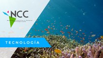 Arrecifes artificiales ayudan a recuperar la vida marina en Costa Rica