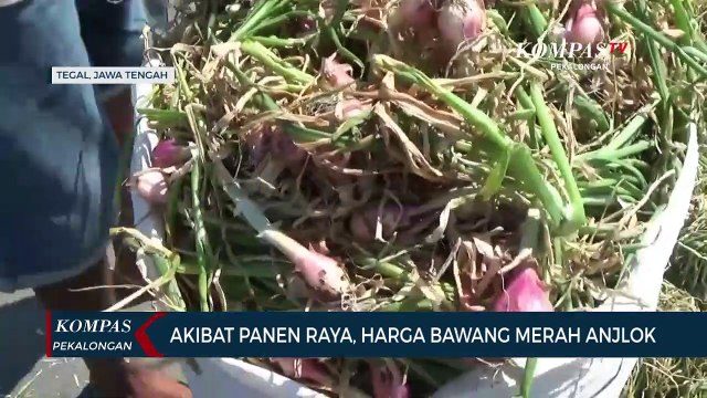 Akibat Panen Raya, Harga Bawang Merah Anjlok