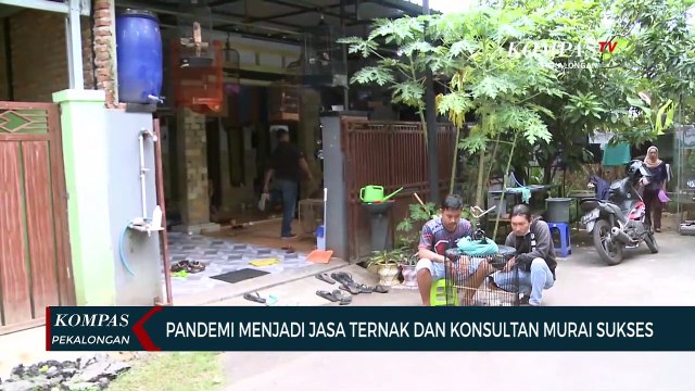Menjadi Jasa Ternak dan Konsultan Murai Sukses di Masa Pandemi