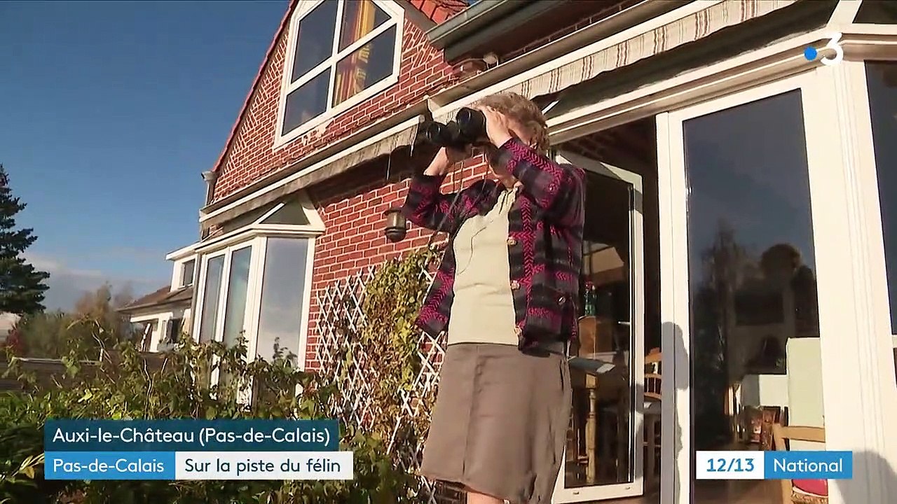 Pas-de-Calais : le département à la recherche d'un mystérieux félin