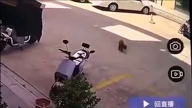 Un chien tente une arnaque à l'assurance... tellement drôle