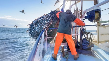 Brexit : les pêcheurs de Granville grand "perdants", entre "provocations" de Jersey et "poker menteur" de la France