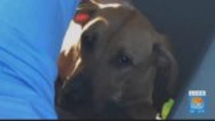 Abandoned Dog Adopted