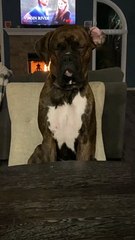 Boxer Falls Asleep While Sitting Upright
