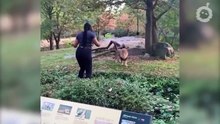 DES MOMENTS AUXQUELS VOUS NE CROIREZ PAS S’ILS N’ÉTAIENT PAS FILMÉS DANS LES ZOOS