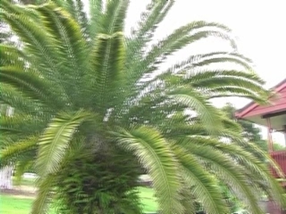 wakeskate australia blibli