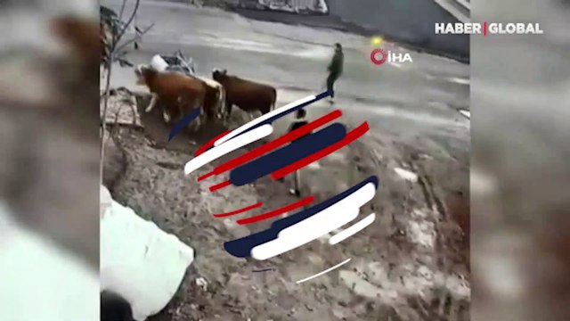 Hayvan hırsızlarını güvenlik kameraları yakalattı!