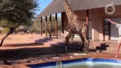 Des Animaux Qui Ont Demandé De L'aide